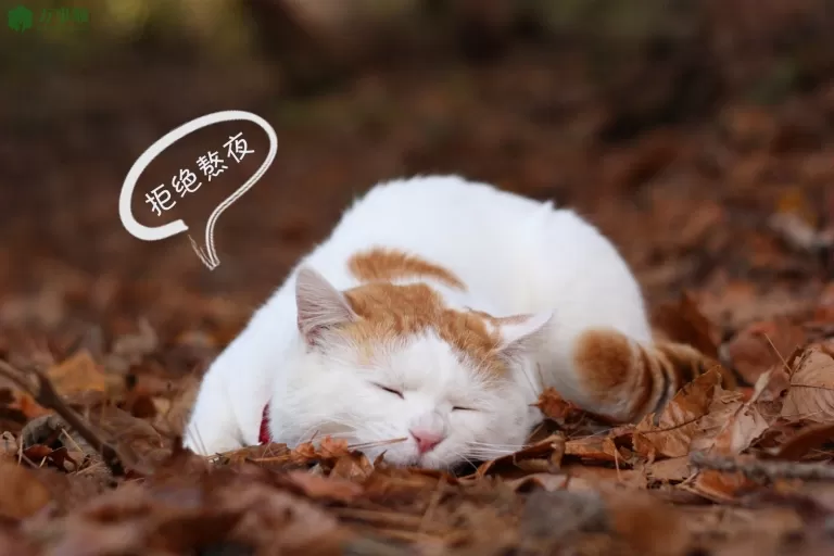 拒绝熬夜：呵护心脏，拥抱健康